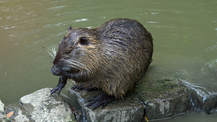 the different activities of beavers