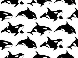 Vector seamless pattern of hand drawn killer whale swimming on white background. Jamb of Orca © olhabocharova