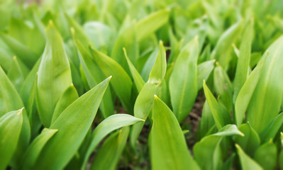 Spring green leaves of a plant for background graphic design.