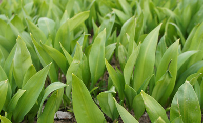 Spring green leaves of a plant for background graphic design.