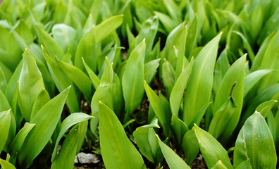 Fototapeta premium Spring green leaves of a plant for background graphic design.