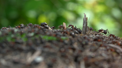 Anthill in the forest