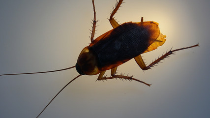 American cockroach with light effects