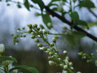 flowers in the trees at sunset with drops