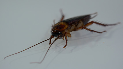 American cockroach with light effects
