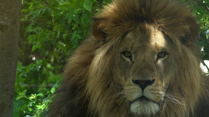 Sunshine Spots On Shaggy Head Of Lion Close Up