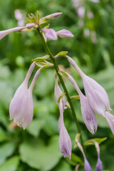 bloom of a wild flower of gentle-violet color