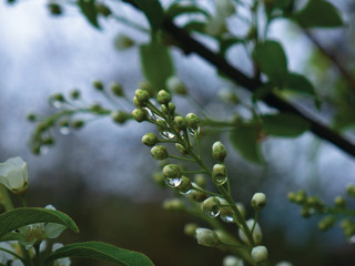 flowers in the trees at sunset with drops