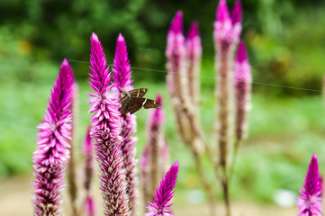 Flores de la selva