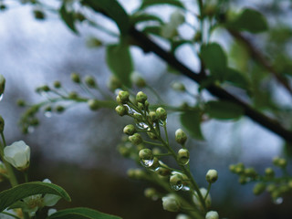 flowers in the trees at sunset with drops