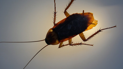 American cockroach with light effects