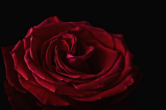Image of a red rose with exquisite velvet petals on a contrasting black background close-up
