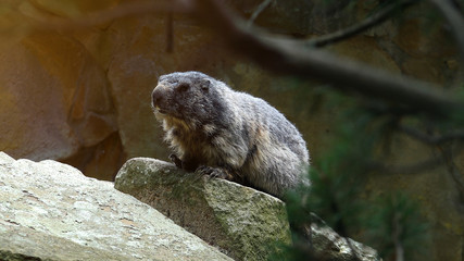 Naklejka na ściany i meble Marmot Rodent On Rocks