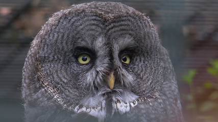 The Great Grey Owl closeup portrait