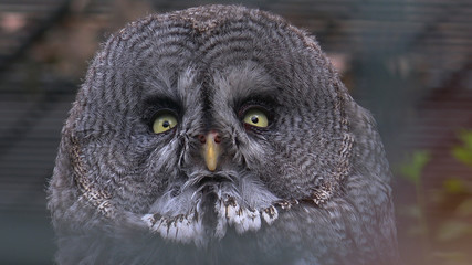 The Great Grey Owl closeup portrait