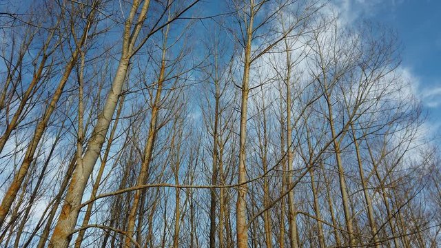 POPULUS - CHOPO, Cervera de Pisuerga, Monta&ntilde;a Palentina, Palencia, Castilla y Leon, Spain, Europe