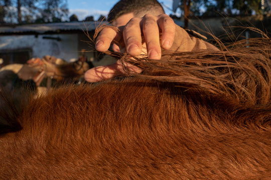 A cowboy grooms a horse's hair on a ranch