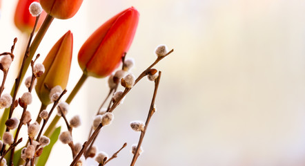 Willow twigs and tulips as a symbol of Palm Sunday