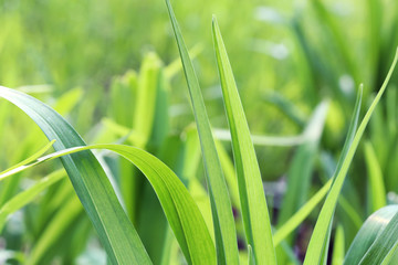 Green grass is a symbol of planet life