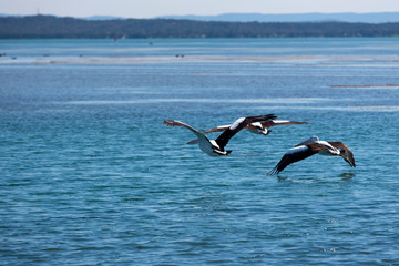 Fototapeta na wymiar Pelicans near an ocean inlet.