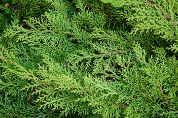 Hintergrund Thuja Äste