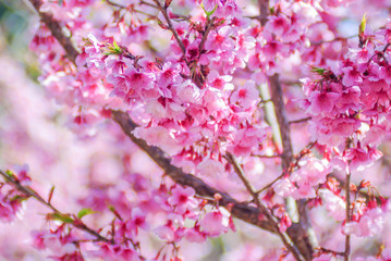 Pink Cherry Blossom