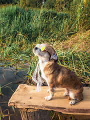 Chihuahua wearing sunglasses and straw hat sits on a bench by the river enjoying the sun. Fashionable dog in a hat and glasses resting on the beach