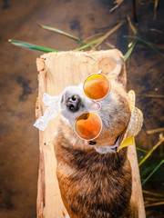 Chihuahua wearing sunglasses and straw hat sits on a bench by the river enjoying the sun. Fashionable dog in a hat and glasses resting on the beach