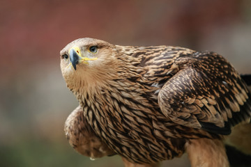 Golden eagle looking around. A majestic golden eagle takes in its surroundings from its spot amongst moorland vegetation.