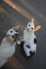 siblings cats