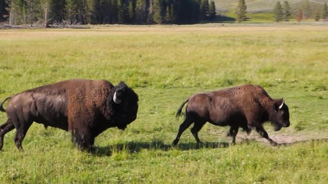 Male and Female Buffalo Gallop Across Field Together in Yellowstone National Park, WY