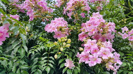 Perennial bush with beautiful large pink delicate flowers