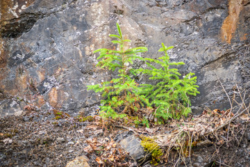 Finding a Niche to Live - Spruce Sisters