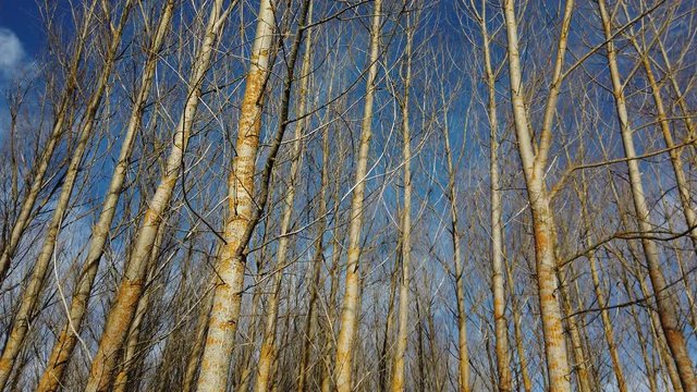 POPULUS - CHOPO, Cervera de Pisuerga, Monta&ntilde;a Palentina, Palencia, Castilla y Leon, Spain, Europe