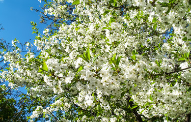 White cherry blossoms in spring sun with blue sky and tender bokeh