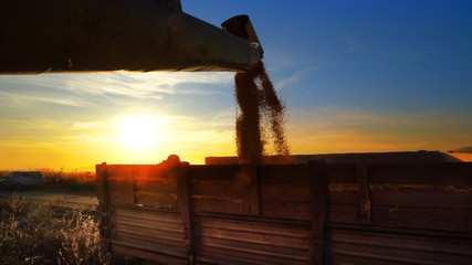 harvested rice, corn being transferred to a truck