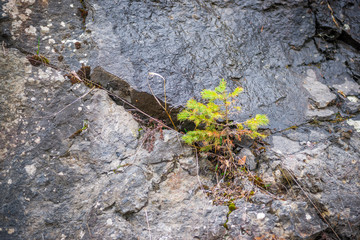 Young Spruce - Growing in the Crack