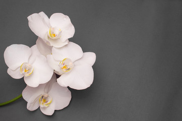 romantic branch of white orchid on gray background.
