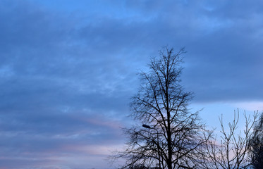 Colorful sky at sunset and trees in the foreground