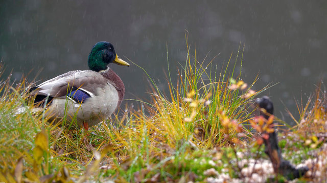 Wild duck in the grass