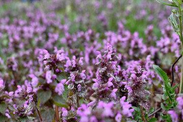 Flowering of field plants in early spring