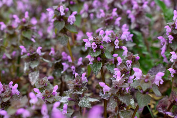 Fototapeta premium Bright and colorful blooms of wild flowers