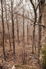 Forest with fallen trees and leaves in autumn