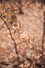 Orange tree leaves in forest at autumn