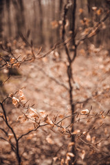 Orange tree leaves in forest at autumn