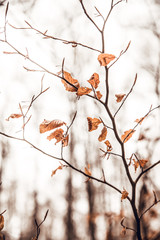 Orange tree leaves in forest at autumn