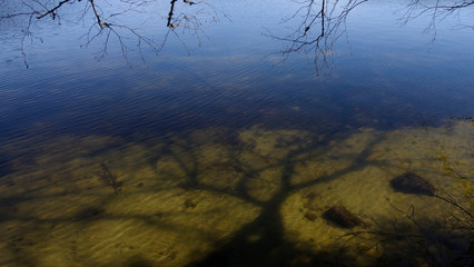 Reflet d'un arbre dans l'eau