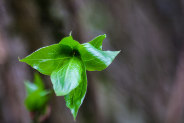 Young green sprigs of cherry in spring in the garden.
