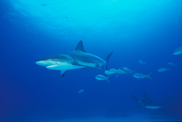 caribbean reef shark