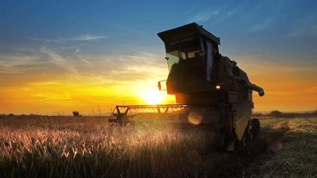 A farmer on a combine harvester (header) harvesting a crop of oats at sunset, with the header coming straight towards the camera